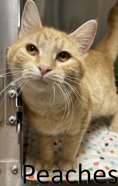 picture of the cat needing adoption