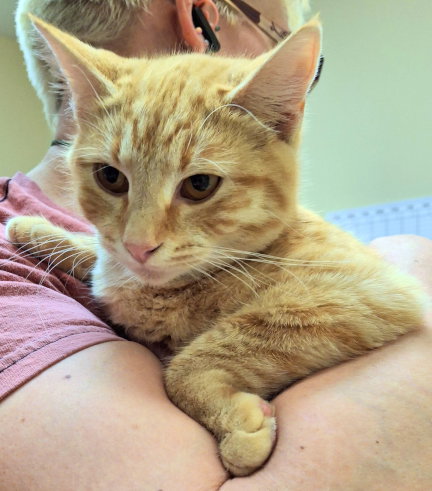 PEACHES - Tabby / Domestic Medium Hair available for adoption