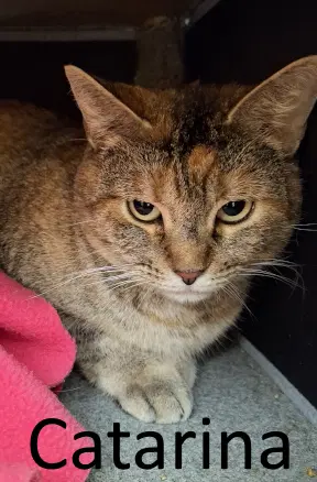 Catarina image 4