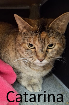 picture of the cat needing adoption