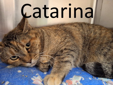 Catarina
