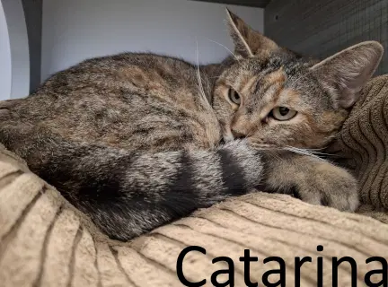 Catarina image 3