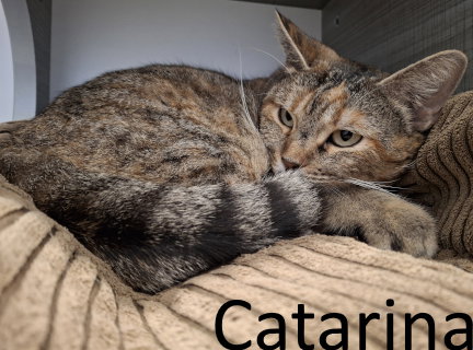 picture of the cat needing adoption