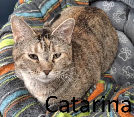 Catarina - Torbie