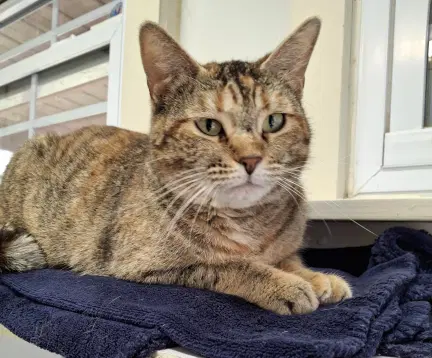 Catarina image 2