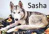 Sasha - Photo 2