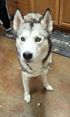 Sasha - Photo 3