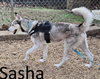 Sasha - Photo 1