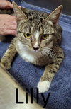 Lilly - Photo 2