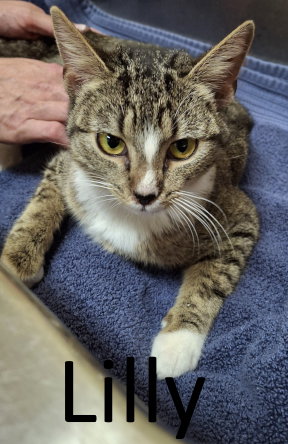 LILLY - Tabby / Domestic Short Hair available for adoption