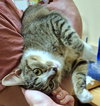 Lilly - Photo 3