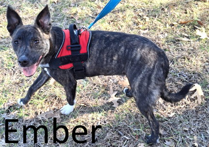Ember Image