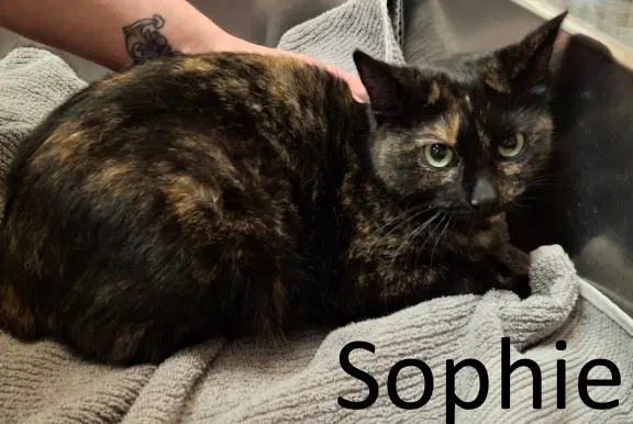 Sophie - Tortoiseshell