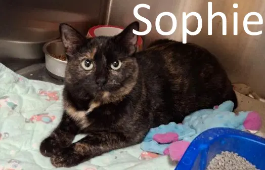 Sophie image 2