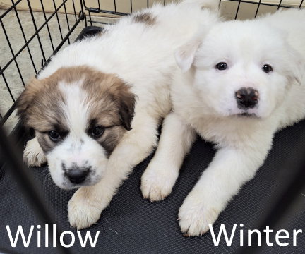 Willow