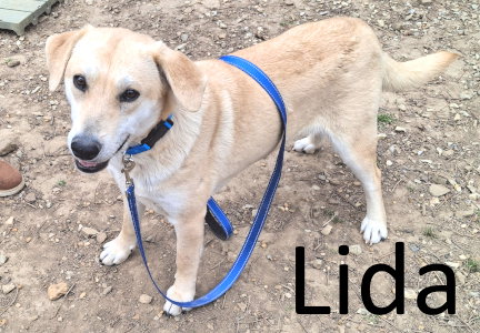 Lida