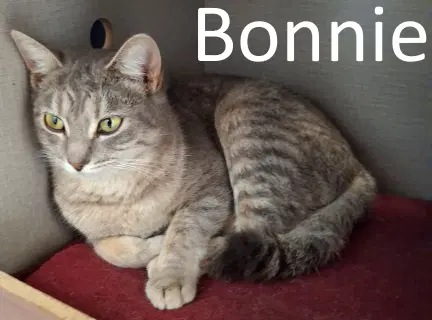 Bonnie - Tabby
