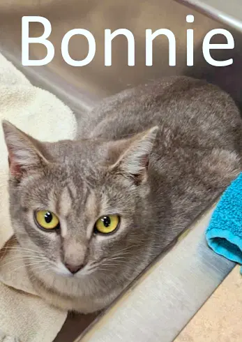 Bonnie image 2