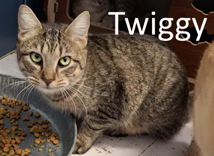 Twiggy - Tabby