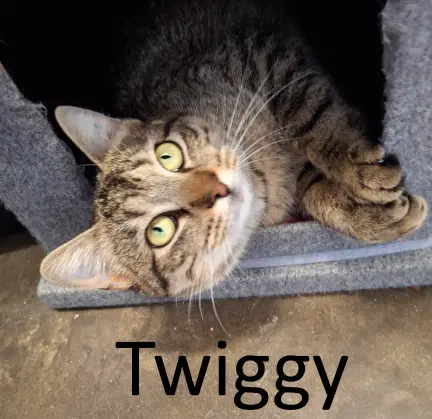 Twiggy image 2