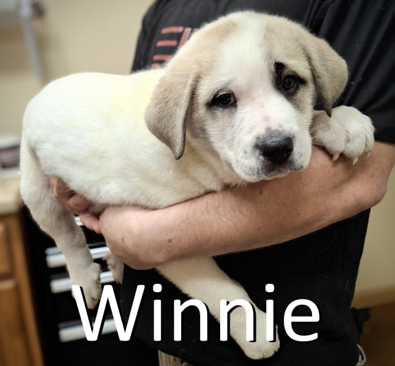Winnie