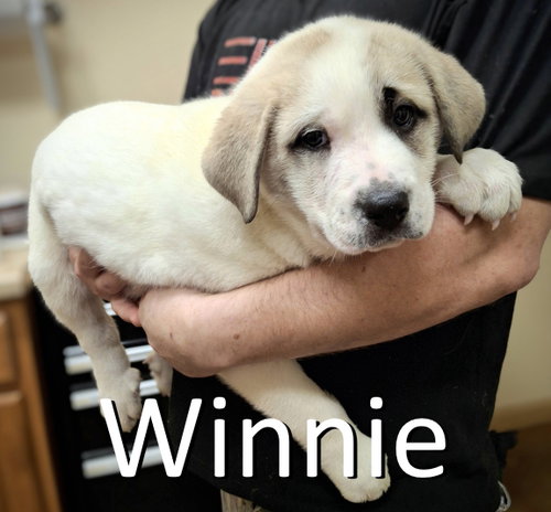 picture of the dog needing adoption