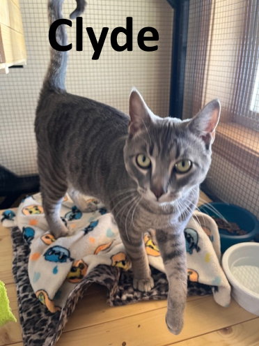Clyde