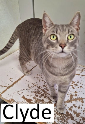 picture of the cat needing adoption