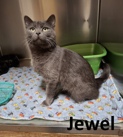 picture of the cat needing adoption