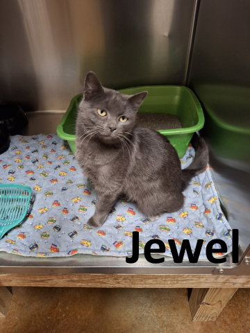 Jewel