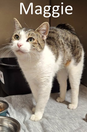 picture of the cat needing adoption
