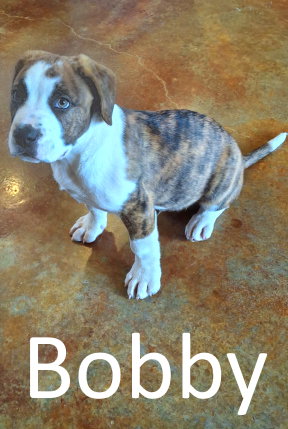 Bobby
