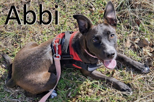 picture of the dog needing adoption