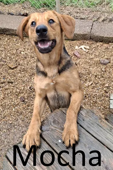Mocha - Shepherd