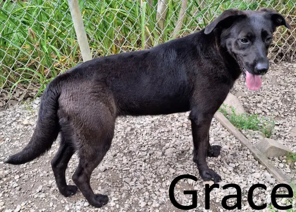 Grace - Black Labrador Retriever