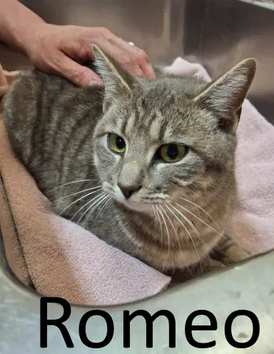 Romeo - Tabby