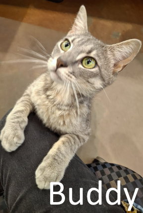 Buddy, an adoptable Tabby in Mountain View, AR