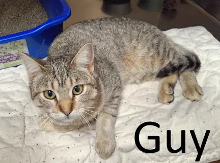 Guy - Tabby