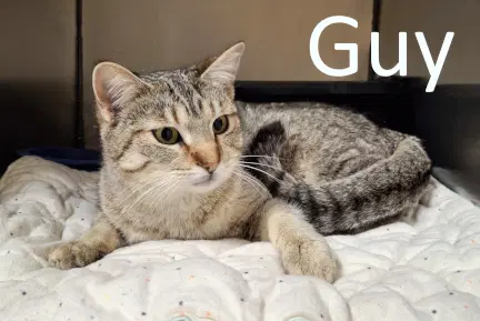 Guy image 2