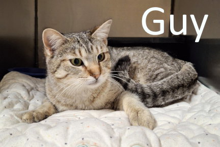 Guy