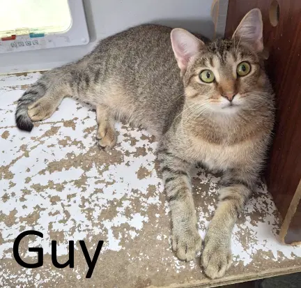 Guy - Tabby