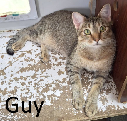 Guy, a cat for adoption from Stone County Humane Society Inc.