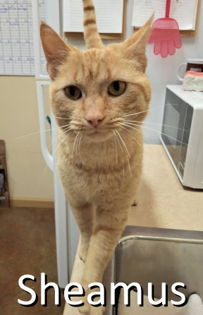 Sheamus, an adoptable Tabby in Mountain View, AR