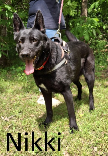 Nikki, an adoptable German Shepherd Dog in Mountain View, AR