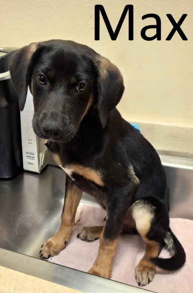 picture of the dog needing adoption