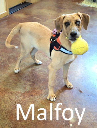 Malfoy