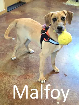 Malfoy - Catahoula Leopard Dog