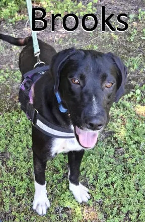 Brooks - Labrador Retriever