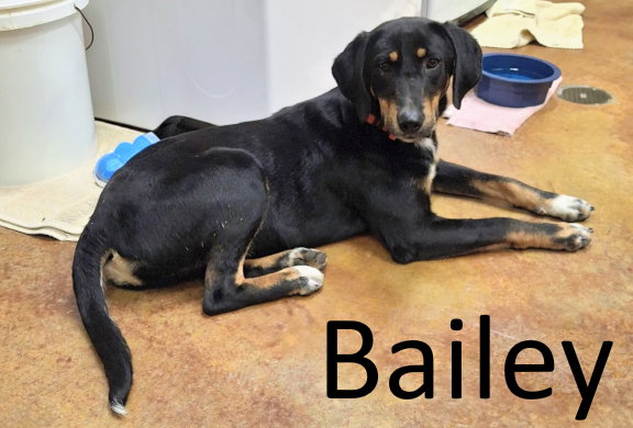 Bailey