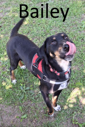 Bailey, an adoptable Black and Tan Coonhound in Mountain View, AR